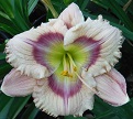 Flourishing Daylilies: Incredible!