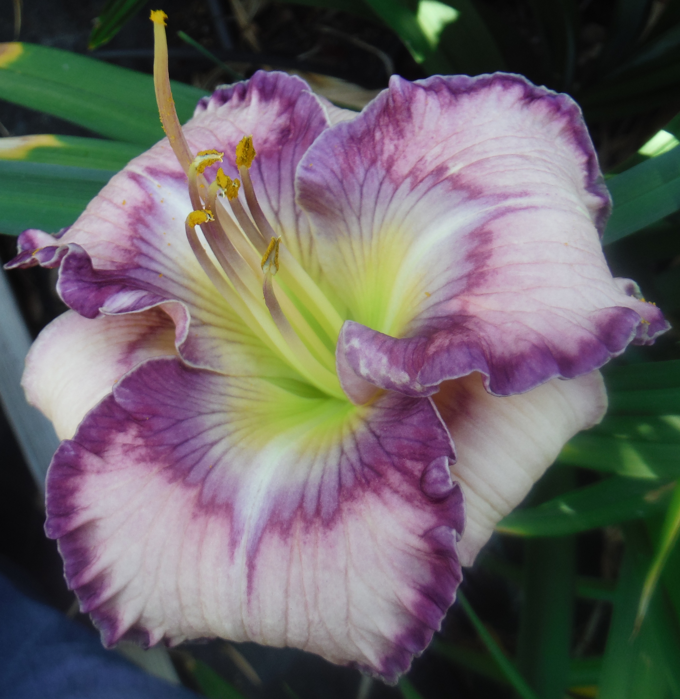 Flourishing Daylilies: Incredible!